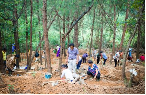 优质天麻林下种植图片1