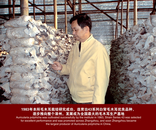 研究所首创＝毛木耳