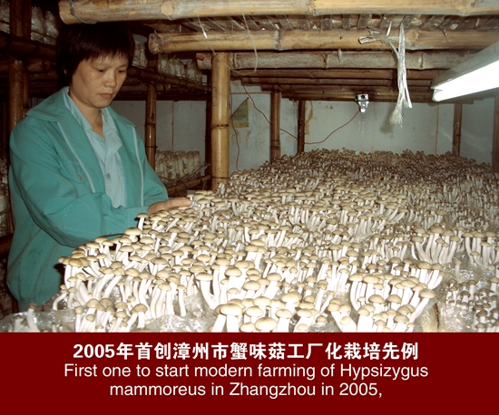 研究所首创＝蟹味菇