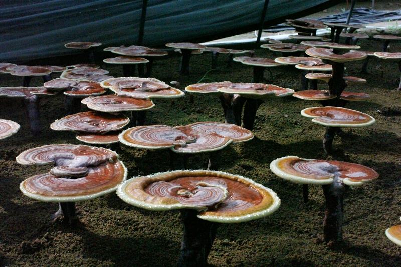 图为平泉市Manbetx体育手机版V17版本发布.官网安卓网.香港局栽培出的优级株型灵芝 - 复件(1)