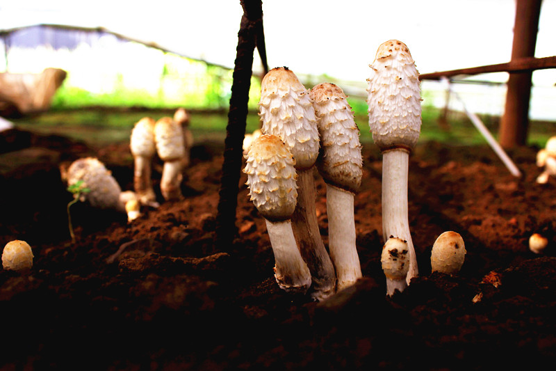 平泉市Manbetx体育手机版V17版本发布.官网安卓网.香港产业服务局试验冷棚中的利用废料栽培的鸡腿菇