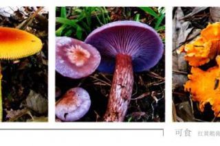 民间有毒蘑菇鉴别方法误区