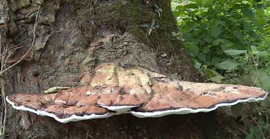 QQ截图20170907101609