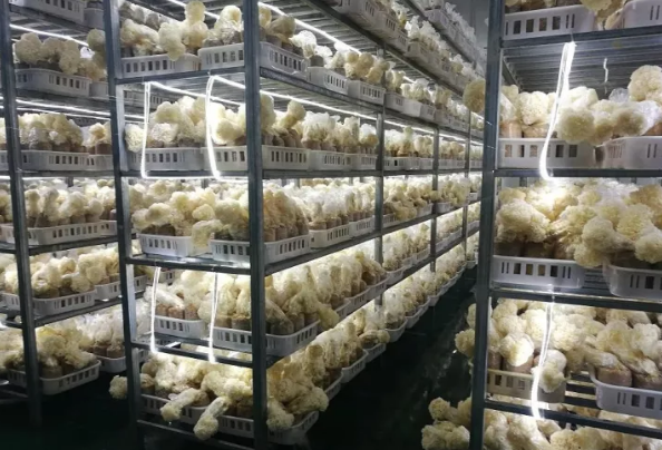 QQ截图20171018084852