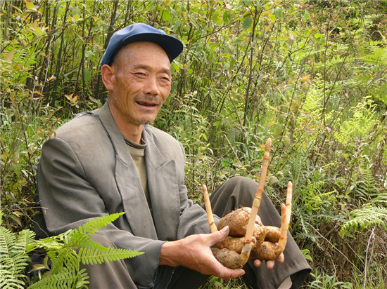 麻农与小草坝天麻