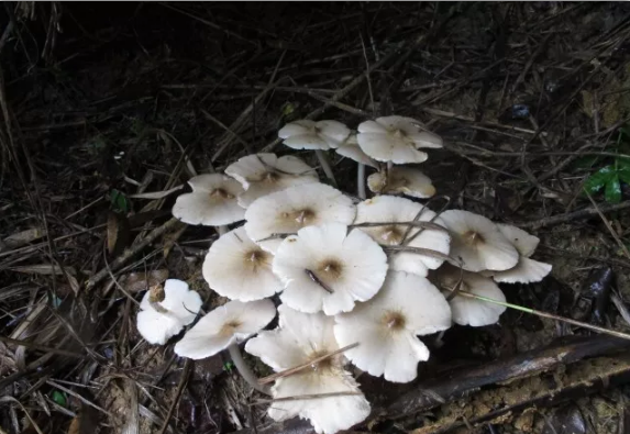 QQ截图20171030141338