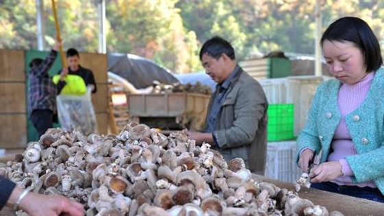 QQ截图20171107092417