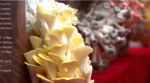 QQ截图20171120101344