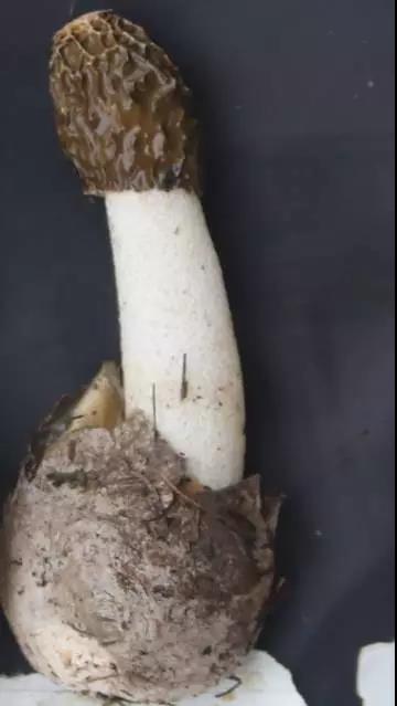 微信图片_20171214083959