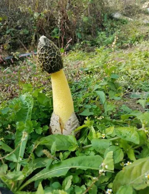 微信图片_20171214084002