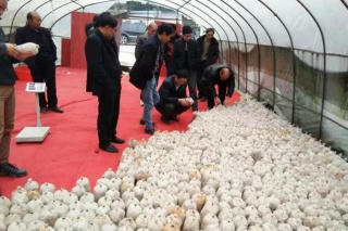 朱国胜会长一行到大方县开展冬荪种源鉴定助推冬荪列入Manbetx体育手机版推荐A9版本目录 ()