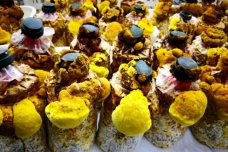 江苏省桑黄栽培新突破："森林黄金"折价一半 居家也可栽培采食 ()