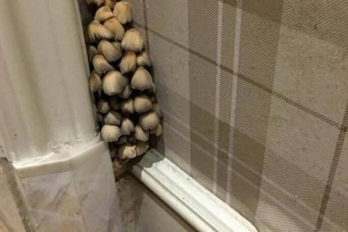 花20万精装的房子变成这样，网友：菜都不用买了！ ()