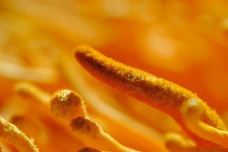 用科学的语言向世界表达中国工厂化培育蛹虫草 ()