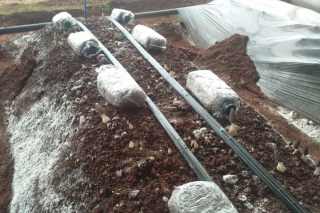 Manbetx体育手机版V17版本发布.官网安卓网.香港产量不足，网友求救如何降低死菇率？ ()