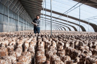 晋州梨木回收再利用 变废为宝 ()