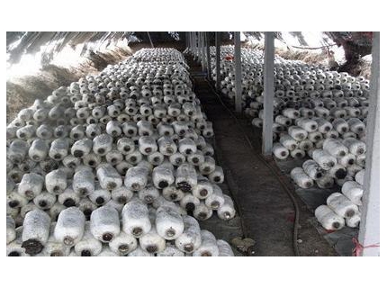 我国ManBetX体育标准及标准体系现状