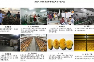 浙江海宁发布桑黄、秀珍菇地方标准规范 ()