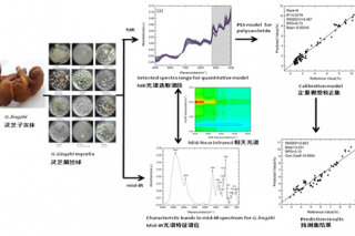 液体发酵灵芝菌丝体多糖光谱检测方法研究取得进展 ()