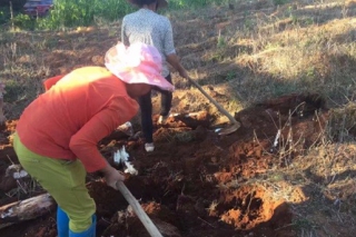 一线直击：2017年茯苓产新结束，价格能否坚挺运行？ ()