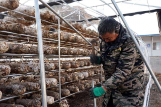 湖北十堰：雪后重建香菇大棚 ()