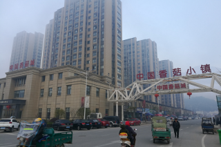 每天25吨鲜菇俏销海内外！看庆元香菇产业如何再发力？ ()