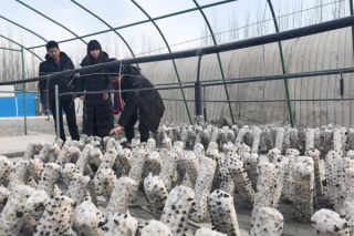 第一次！浙江在阿克苏试验鲜木耳成功 万亩产值上亿元 三大经验值得借鉴 ()