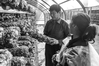 蒲城：小香菇变身脱贫“幸运伞”  年产值达200多万元 ()