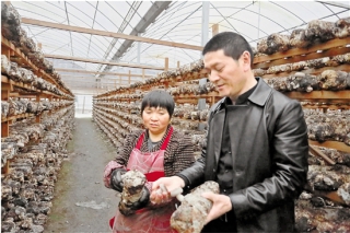 菇棚里的创业达人 庆元“菇乡师傅”成了香饽饽 ()