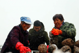 湖北郧阳香菇小镇：不畏风雪忙生产 ()