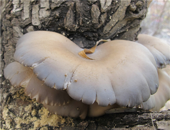 糙皮侧耳Pleurotus ostreatus
