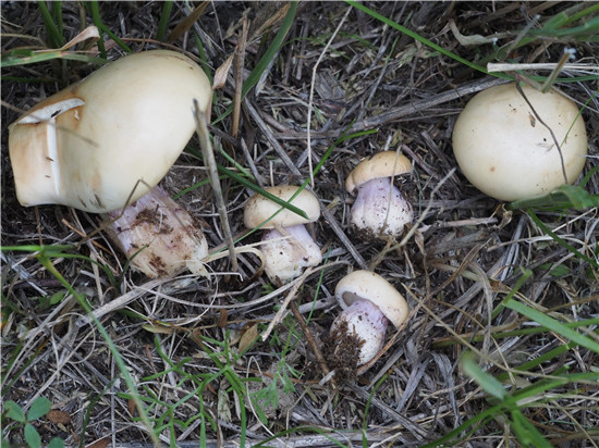 粉紫香蘑 Lepista perso<em></em>nata  (Fr.) Cooke