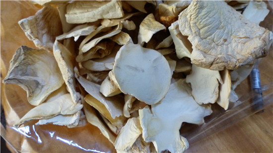 白灵菇Pleurotus eryngii var. tuoliensis C.J. Mou