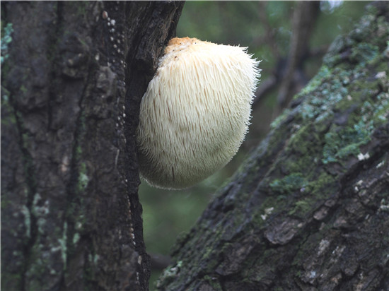 猴头菌Hericium erinaceus (Bull.) Pers.