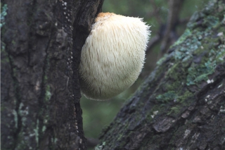 猴头菌Hericium erinaceus (Bull.) Pers.