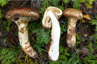松口蘑(松茸)Tricholoma matsutake (S. Ito & S. Imai) Singer