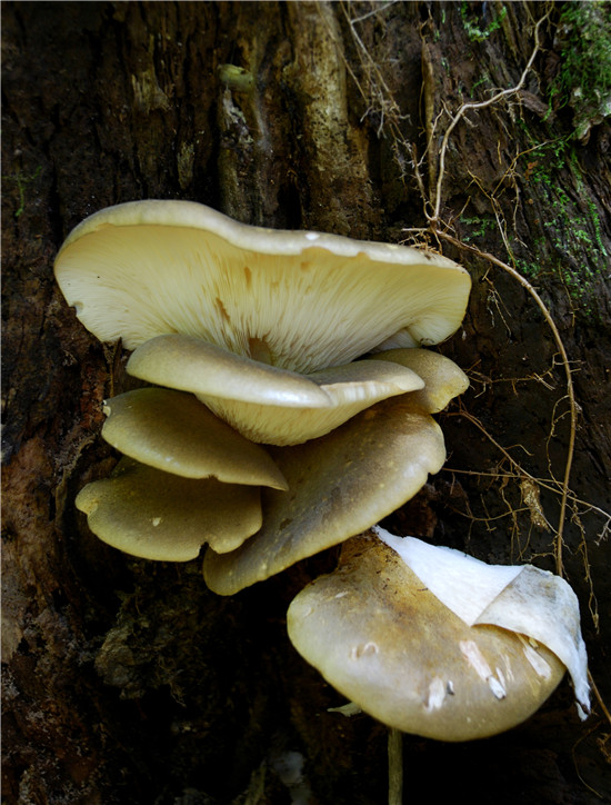 美味扇菇Sarcomyxa edulis (Y.C. Dai, Niemel&auml; & G.F. Qin) T. Saito, T. To<em></em>nouchi & T. Harada