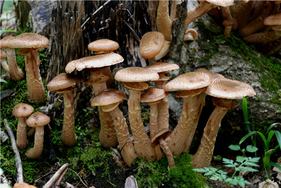 奥氏蜜环菌Armillaria ostoyae (Romagn.) Herink