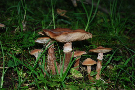 高卢蜜环菌A. gallica Marxm. & Romagn.