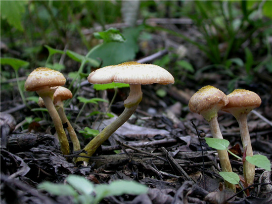 芥黄蜜环菌A. sinapina Bérubé & Dessur.