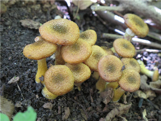 蜜环菌A. mellea (Vahl) P.Karst.