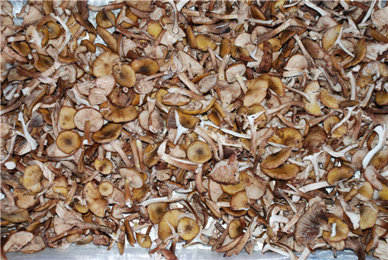 蜜环菌A. mellea (Vahl) P.Karst.市场