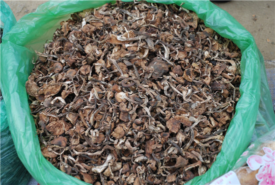 蜜环菌干品市场