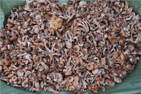 奥氏蜜环菌 市场