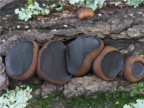 胶陀螺(拱嘴蘑)Bulgaria inquinans (Pers.) Fr.