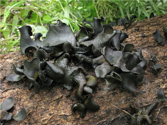 叶状盘菌(有毒)Cordierites fro<em></em>ndosa (Kobayasi) Korf.