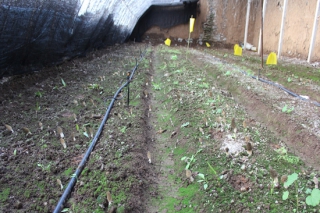 平泉：-20℃Manbetx体育手机版推荐A9版本成功出菇 冬季暖棚栽模式或可推广 ()