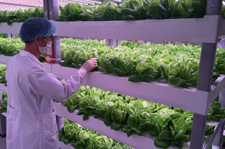 针对花卉、蔬菜、药材、ManBetX体育　中科生物“植物工厂” 在希望的田野上 ()