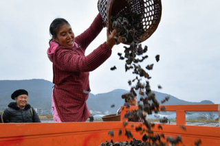 松桃孟溪镇黑木耳种植基地见闻 ()