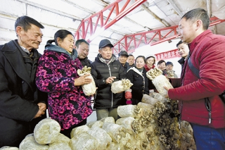 华中农业大学教授吕作舟到鄂州传授平菇种植技术 ()